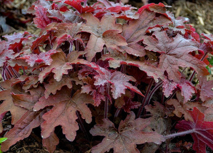 Heucherella Fun and Games® 'Red Rover'
