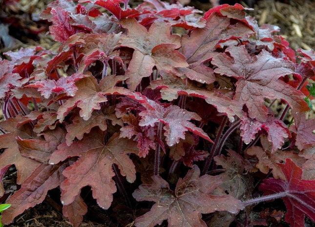 Heucherella Fun and Games® 'Red Rover'
