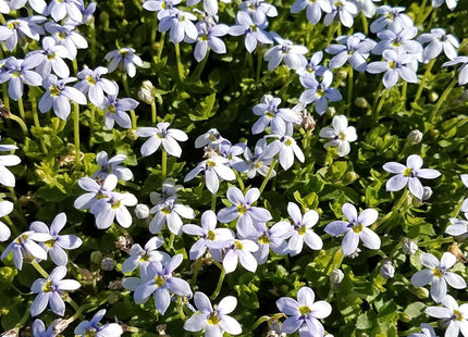 Isotoma fluviatilis (Blue Star Creeper)