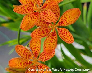 Belamcanda c. 'Freckle Face'