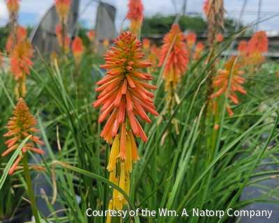 Kniphofia 'Papaya Popsicle'