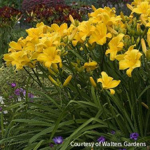 Hemerocallis 'Buttered Popcorn'