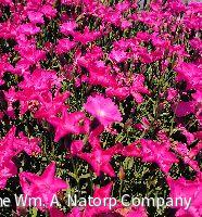 Dianthus Kahori® Pink