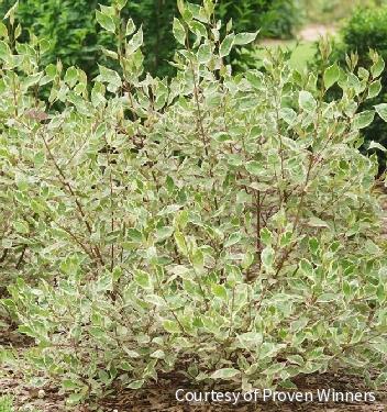 Cornus a. Sgt. Pepper™