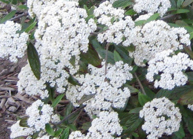 Viburnum x 'Pragense'