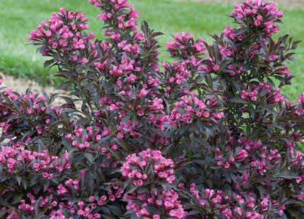 Weigela f. Spilled Wine®