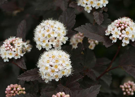 Physocarpus o. Diabolo®