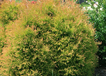Thuja o. Fire Chief™