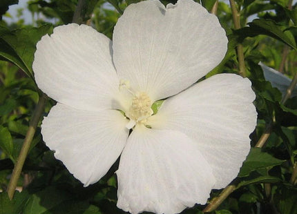 Hibiscus s. 'Diana'
