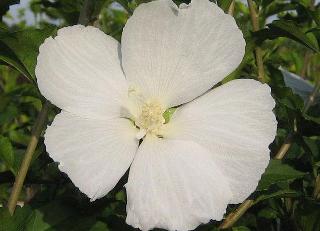 Hibiscus s. 'Diana'