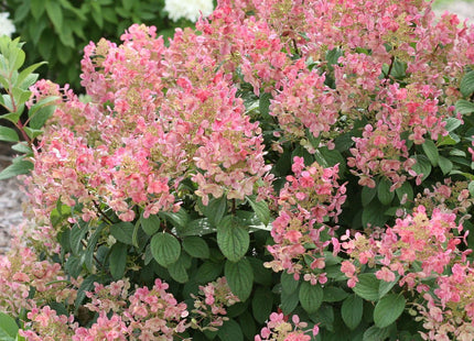 Hydrangea p. Little Quick Fire®