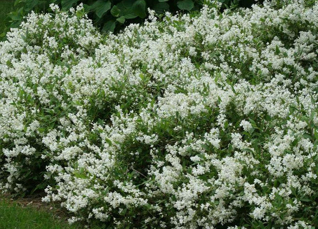 Deutzia g. 'Nikko'