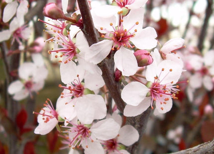 Prunus x cistena