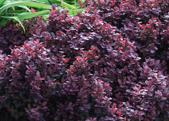Berberis t. 'Concorde'