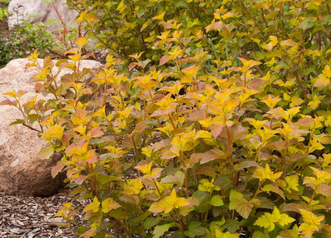 Physocarpus o. Amber Jubilee™