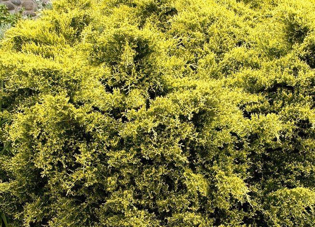 Juniperus c. 'Sea Of Gold'