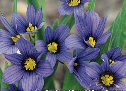 Sisyrinchium 'Moody Blues'
