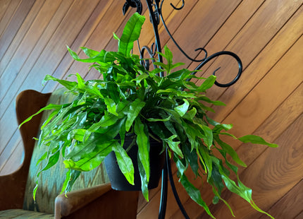 Kangaroo Paw Footed Fern Hanging Basket (Microsorum Diversifolium) - 8 Inch Indoor Houseplant