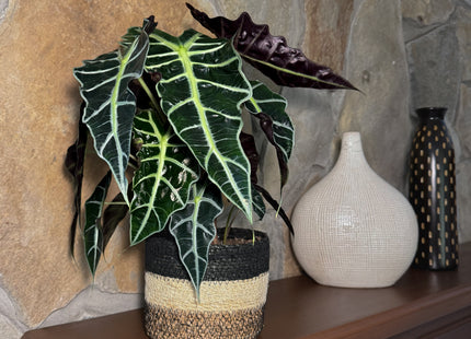 Alocasia Polly (Alocasia x Amazonica 'Polly') - 6 Inch Indoor Houseplant