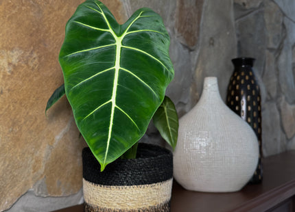 Alocasia Frydek (Alocasia Micholitziana 'Frydek') - 6 Inch Indoor Houseplant