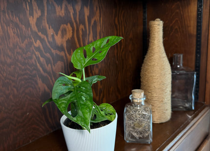 Swiss Cheese Plant (Monstera Adansonii 'Wide Form') - 4 Inch Indoor Houseplant