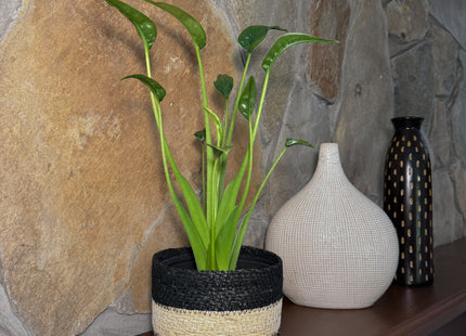 Alocasia Tiny Dancer (Alocasia Brisbanensis x Alocasia Odora 'Tiny Dancer') - 6 Inch Indoor Houseplant