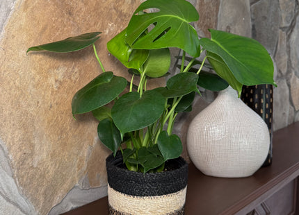 Monstera Deliciosa - 6 Inch Indoor Houseplant