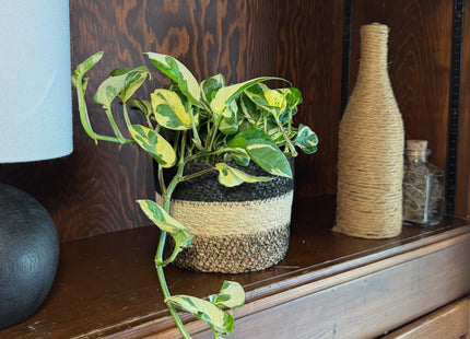 Pothos N'Joy Hanging Basket (Epipremnum Aureum 'N'Joy') - 6 Inch Indoor Houseplant