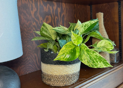 Pothos Marble Queen Hanging Basket (Epipremnum Aureum 'Marble Queen') - 6 Inch Indoor Houseplant