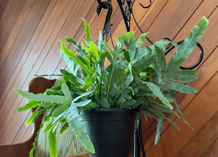 Blue Star Footed Fern Hanging Basket (Phlebodium Aureum) - 8 Inch Indoor Houseplant
