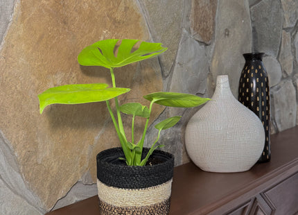 Monstera Super Golden (Monstera Deliciosa 'Aurea') - 6 Inch Indoor Houseplant