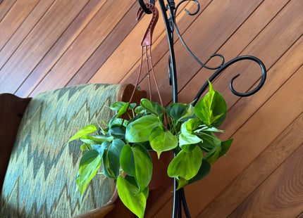 Philodendron Brasil Hanging Basket (Philodendron Hederaceum 'Brasil') - 6 Inch Indoor Houseplant