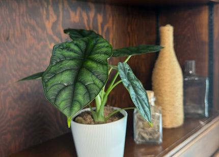 Alocasia Dragon Scale (Alocasia Baginda 'Dragon Scale') - 4 Inch Indoor Houseplant