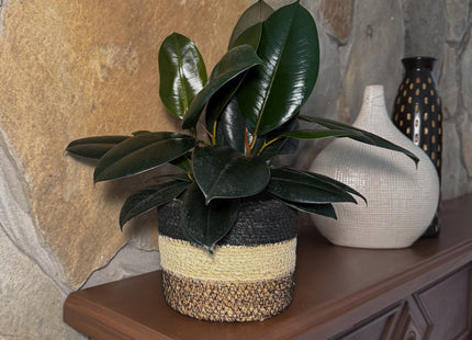 Burgundy Rubber Plant (Ficus Elastica 'Burgundy') - 6 Inch Indoor Houseplant