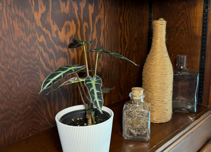 Alocasia Bambino (Alocasia Amazonica 'Bambino') - 4 Inch Indoor Houseplant