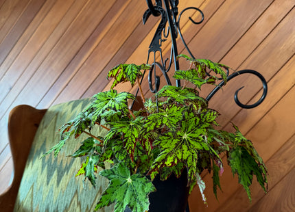 Begonia Geometry Hanging Basket (Begonia Rex-Cultorum 'Geometry') - 8 Inch Indoor Houseplant
