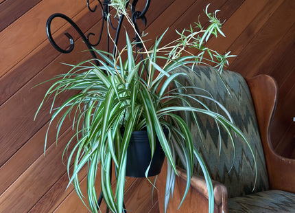 Spider Variegated Hanging Basket (Chlorophytum Comosum 'Vittatum') - 8 Inch Indoor Houseplant
