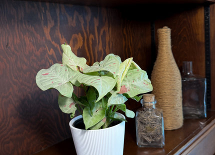 Syngonium Milk Confetti (Syngonium Podophyllum 'Milk Confetti') - 4 Inch Indoor Houseplant