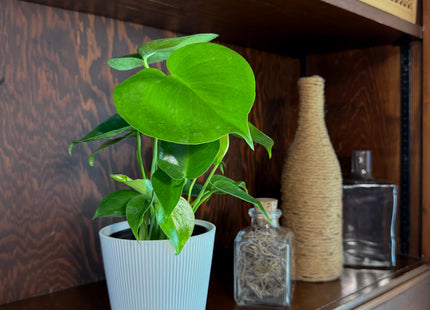 Monstera Deliciosa - 4 Inch Indoor Houseplant