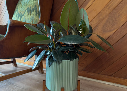 Burgundy Rubber Plant (Ficus Elastica 'Burgundy') - 8 Inch Indoor Houseplant