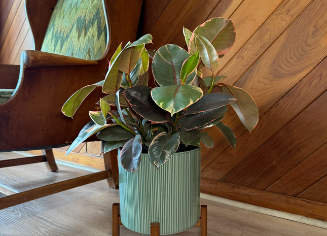 Ruby Rubber Tree (Ficus Elastica�'Ruby') - 8 Inch Indoor Houseplant