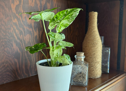 Alocasia Blizzard (Alocasia Odora 'Batik Blizzard') - 4 Inch Indoor Houseplant