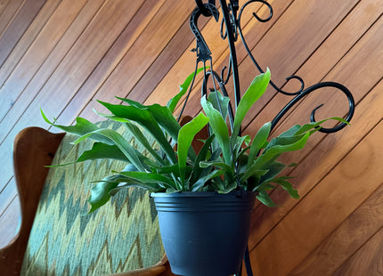 Staghorn Netherlands Fern Hanging Basket (Platycerium Bifurcatum 'Netherlands') - 8 Inch Indoor Houseplant