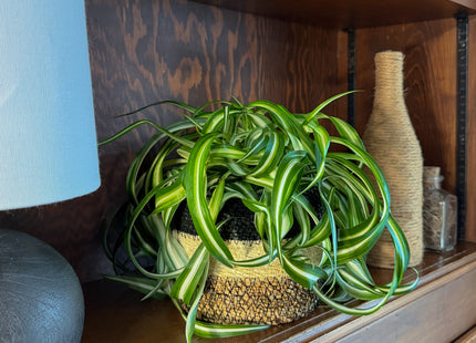 Spider Curly (Chlorophytum Comosum 'Bonnie') - 6 Inch Indoor Houseplant