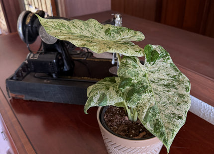Alocasia Blizzard (Alocasia Odora 'Batik Blizzard') - 6 Inch Indoor Houseplant