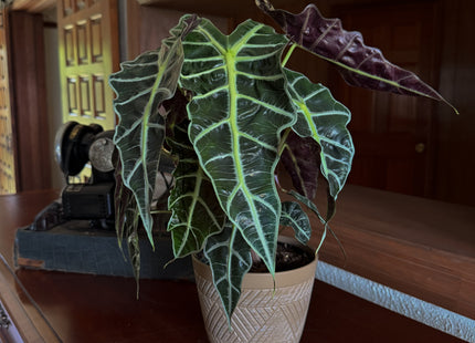 Alocasia Polly (Alocasia x Amazonica 'Polly') - 6 Inch Indoor Houseplant