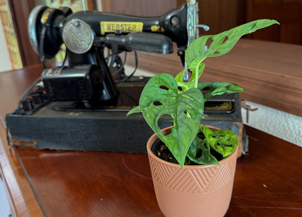 Swiss Cheese Plant (Monstera Adansonii 'Wide Form') - 4 Inch Indoor Houseplant