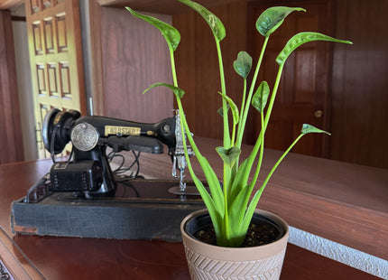 Alocasia Tiny Dancer (Alocasia Brisbanensis x Alocasia Odora 'Tiny Dancer') - 6 Inch Indoor Houseplant