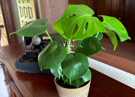 Monstera Deliciosa - 6 Inch Indoor Houseplant