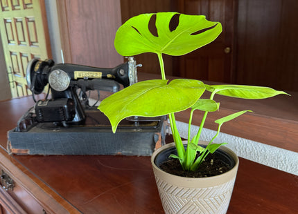 Monstera Super Golden (Monstera Deliciosa 'Aurea') - 6 Inch Indoor Houseplant